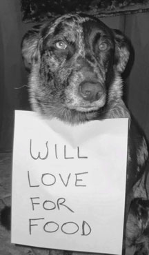 empty-bowl-poster-dog.jpg