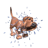 moving-picture-puppy-dog-skaking-off-water-animated-gif.gif