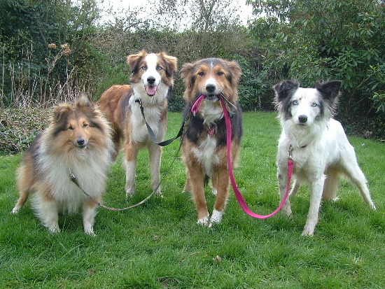 why-do-people-need-dog-walkers.jpg